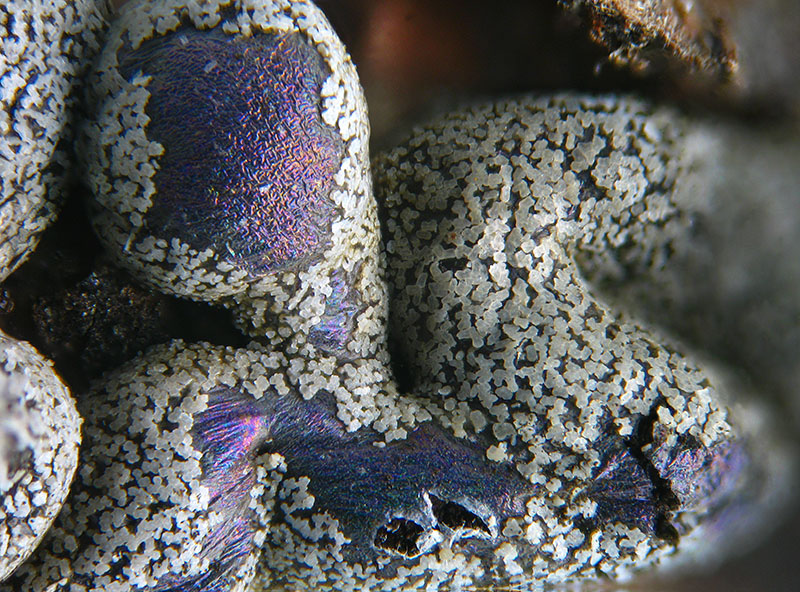 Lepidoderma chailletii?